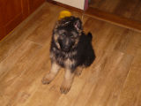 Leon